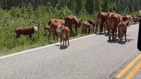 Caught In Montana Cattle Drive