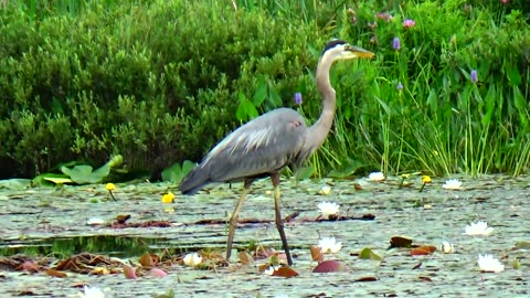 Great Blue Heron