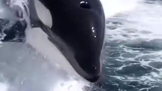 Orcas appear behind boat