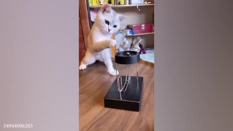 My Cats Made Me Question Their IQ | Funny Cats Videos 2023😂