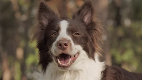 Smiling dog