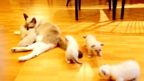 "Heartwarming Moment: Mother Cat Nursing Her Adorable Kittens"