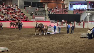 Calgary Stampede Heavy Horse Pull Competition