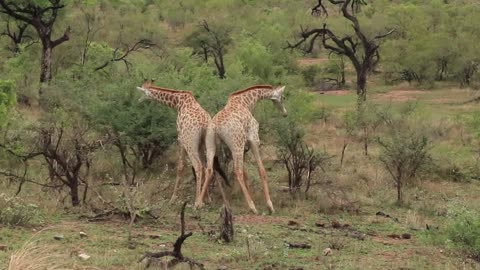 Captivating Habits of Male Giraffe