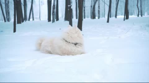 Dog in snow