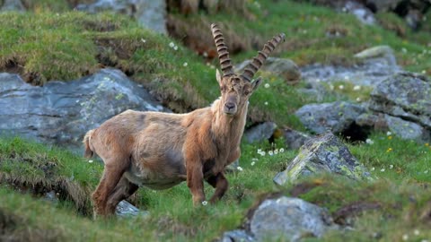 Alpine ibex in mountain environment |