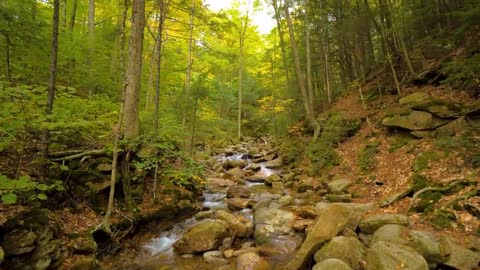 Enchanting Autumn Forests with Beautiful Piano Music