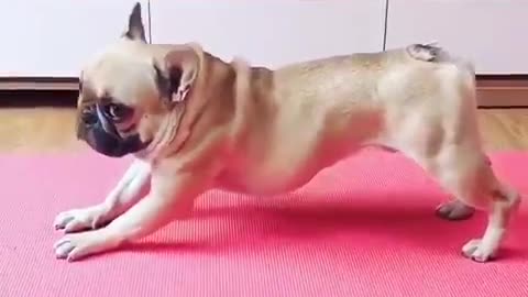 Dog excersize