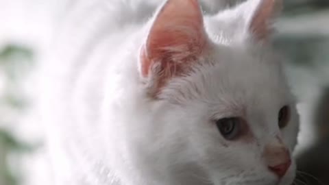 Look how this cute cat is playing with keyboard