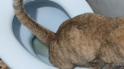 Conscious Cat Uses Toilet