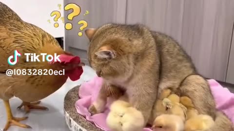 #FunnyAnimals #catlovers #TikTokAnimalVideos #cat #animallife #chicken