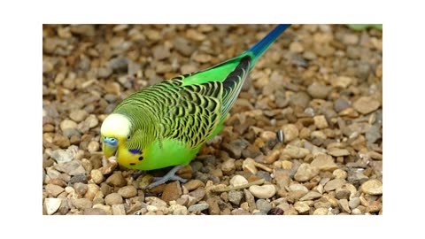 Budgerigar Bird Parrot