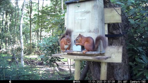 Reds Squirrels and Red Squirrels