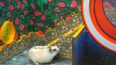 Hamster episode 3 #smartrat #rat