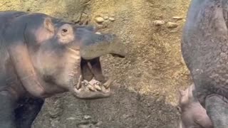 Baby hippo Fritz plays with big sister Fiona at Cincinnati zoo