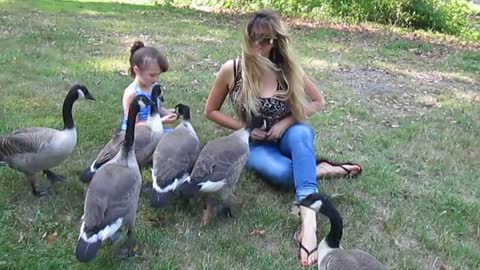 Feeding & Playing w. a Family of Wild Canada Geese we Have Been Caring for Since Their Mother Died