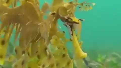 Leafy Sea Dragon