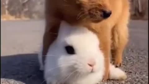 Heartwarming Bonds: Baby Rabbit and Baby Dog Unlikely Friendship!