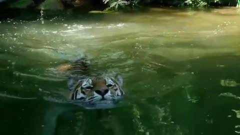 Tiger fight || #shorts #viral #rumble