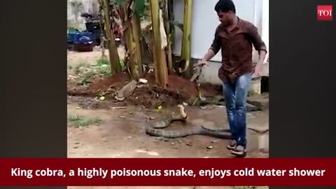 King cobra enjoys cold water shower