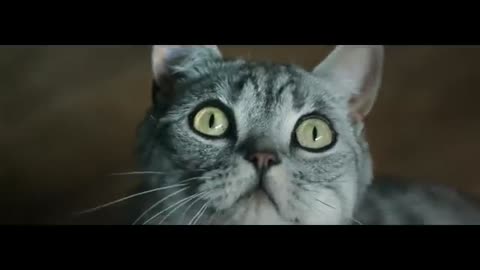 Curious Cats - Casserole - Whiskas TV ad_1