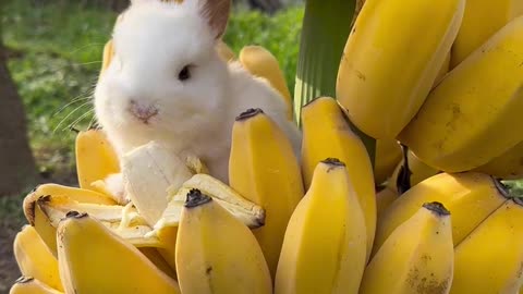 Little rabbit stealing a banana 😂# Cute pet # rabbit # Golden Sun Original