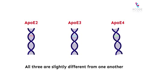 How Does The ApoE Gene Influence Fat Metabolism?