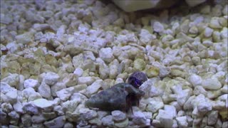 Hermit Crab uses rock to protect itself