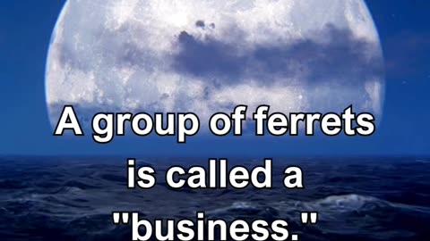 A group of ferrets is called a business.