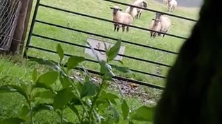 Trying to treat the sheep