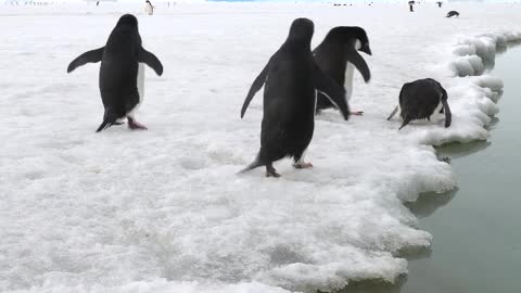 Adélie penguins near the melted pond on the sea ice.