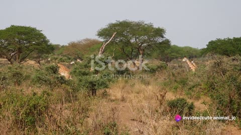 Safari Hotspots: Where to See African Wildlife