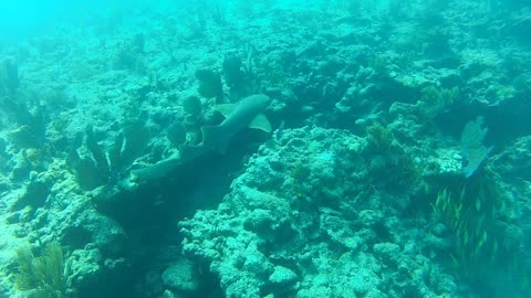 2023 01 06 Islamorada Dive Wildlife Shots