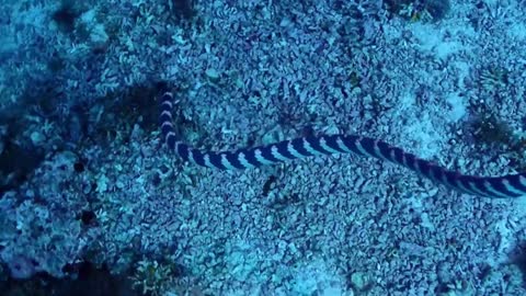 Sea ​​snake, this snake is dangerous because it can be very dangerous