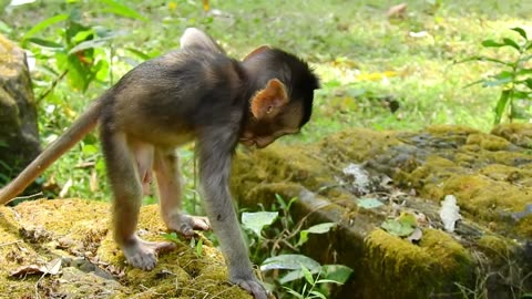 Best adorable little monkey play, 😍😍 lovely action