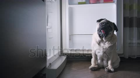 Funny hungry pug dog looking pitifully sitting in comical pose near fridge
