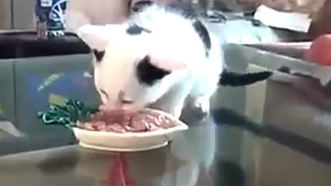 The first full moon cat eats