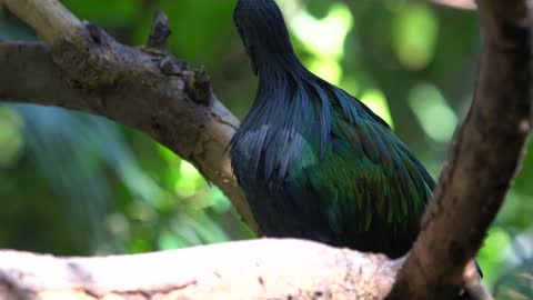 CatTV: Take your Cat to San Diego Zoo - Black Bird 2