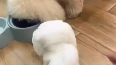 Dog and puppy fight for food