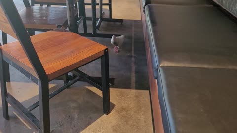 Unvaccinated People GetTo Dine With Unvaccinated Pigeons