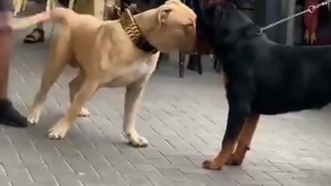 American bully x Pitbull VS Rottwiler