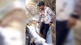 Pescadores do AC fisgam peixe com 2,4 metros e mais de 180 kg na Bolívia