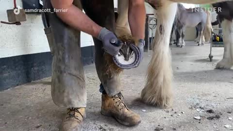 How Horse Hooves Are Deep Cleaned Deep Cleaned Insider