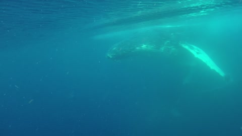 Whales Cruise along Queensland Coast
