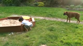 Toddler and Boxer dog playful in the sandpit