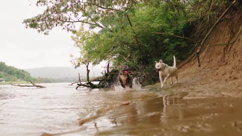 Slow of Dogs running