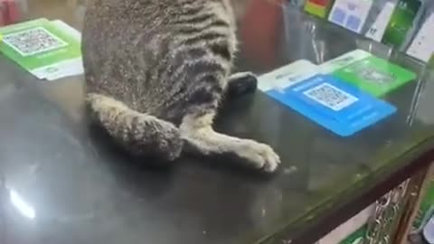 Funny cats video short