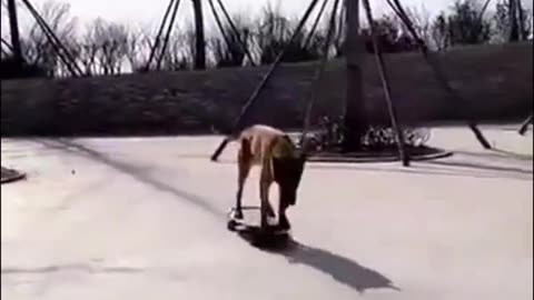 Skateboarding Dog! Wait for it... #funny #dog #viral #trending #shorts @msnbc