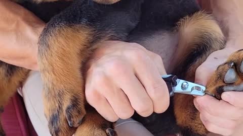 Rottweiler Puppy: Clipping my Nails for the First Time