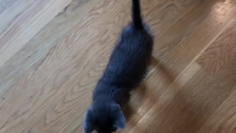 Foster Kitten Wants Mom's Attention